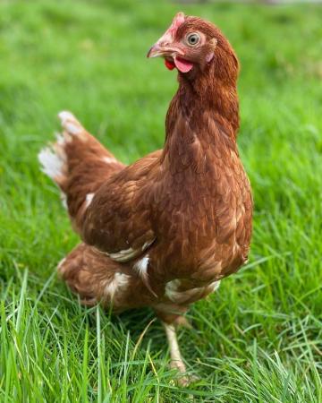 Image 3 of Mixed Breeds POL Hybrid Chickens