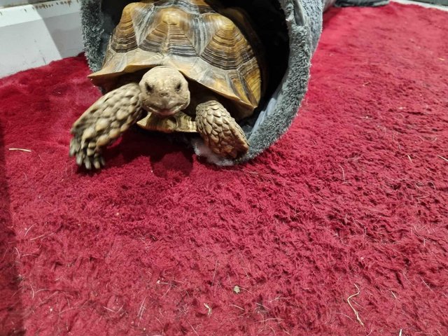 Preview of the first image of Large sulcata tortoise and setup.