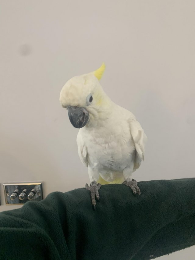 Preview of the first image of HandReared Tame Talking Yellow Crested Cockatoo.