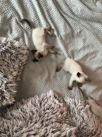 Image 13 of Adorable Siamese kittens for sale 4 Boys 2 Girls