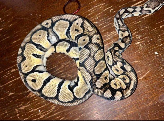 Preview of the first image of Various royal/ball pythons for sale.