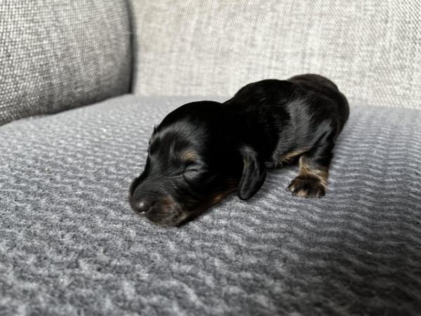 Image 7 of Long Haired Miniature Dachshunds