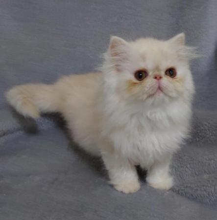Image 3 of Super purry male Persian kitten looking for a lovely home
