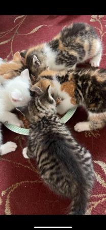 Image 3 of 3 female kittens for sale