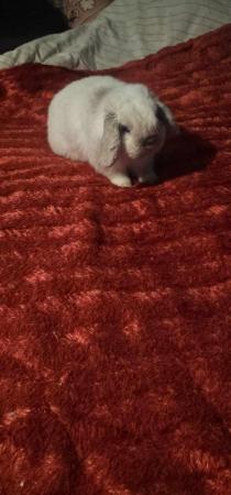 Image 6 of House rabbit seal point mini lop