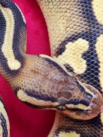 Image 4 of Male pastel phantom or mojave yellowbelly royal python