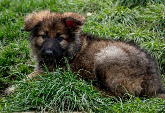 Image 8 of Stunning big GSD puppies for sale