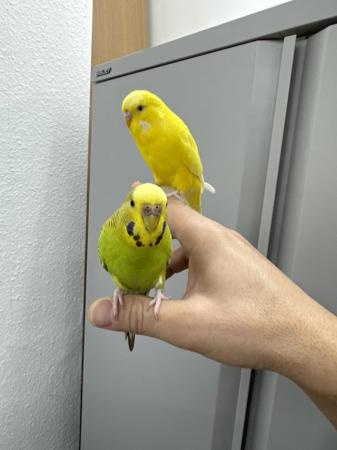Image 6 of 1 year old budgies . A male and a female