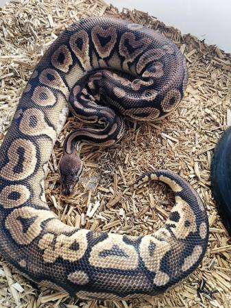 Image 3 of Female bal pythons , super banana combo and more good price