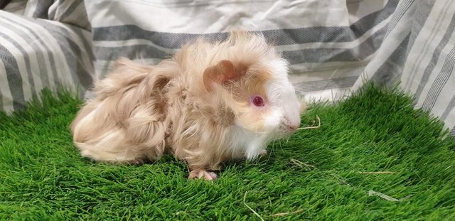 Image 2 of Lovely Bonded Male Guinea Pigs Various Breeds