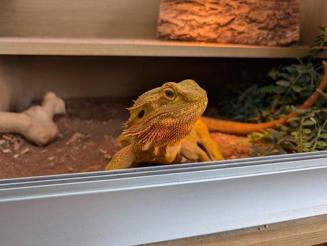 Preview of the first image of Bearded Dragon with setup.
