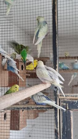 Image 4 of Budgies for sale male & female available
