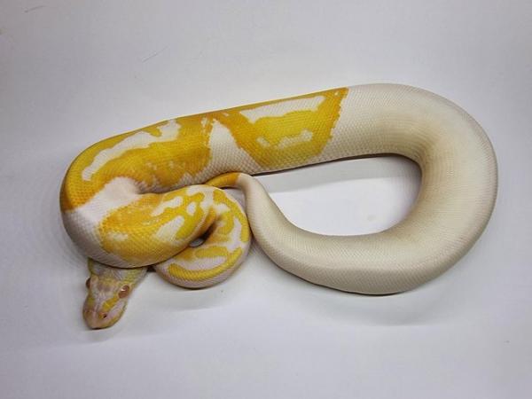 Image 3 of Albino pied royal / ball python female