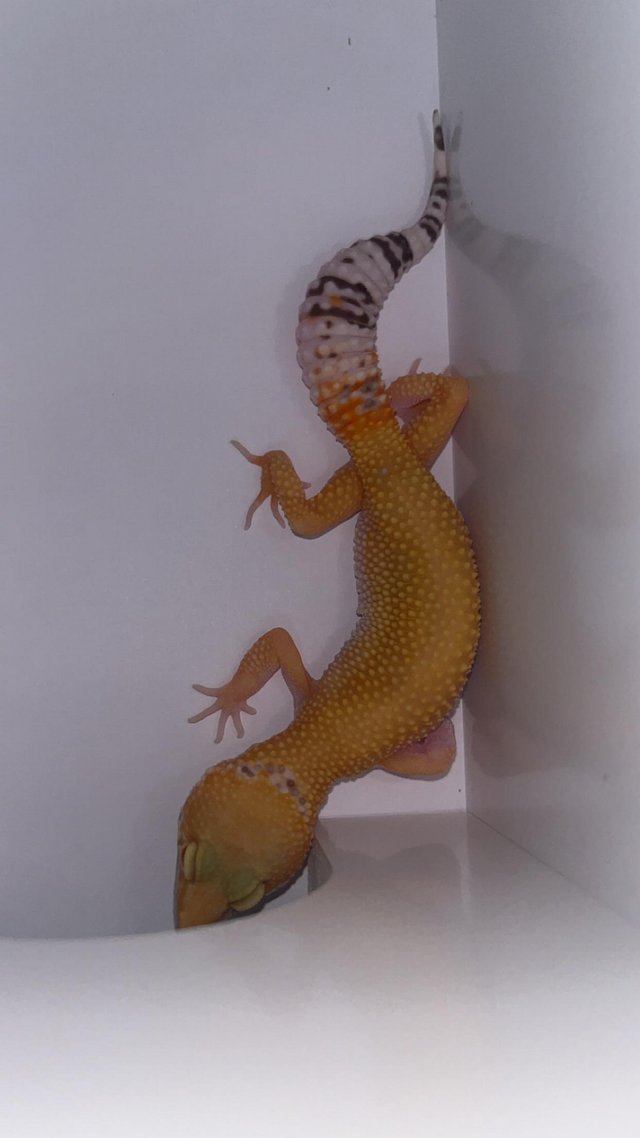 Preview of the first image of £30 last male** leopard geckos different ages REDUCED**.