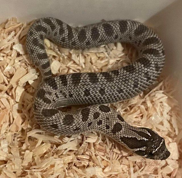 Preview of the first image of 1.0 2023 Axanthic Conda 50% Het Snow Western Hognose.