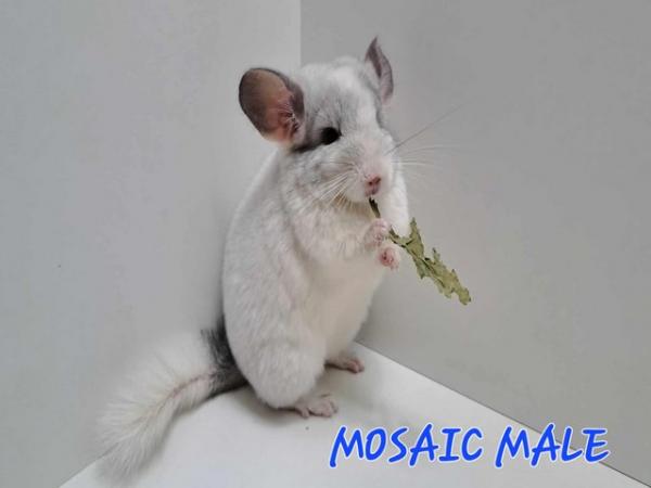 Image 3 of STUNNING BABIES CHINCHILLA MIX COLOURSfemale and male