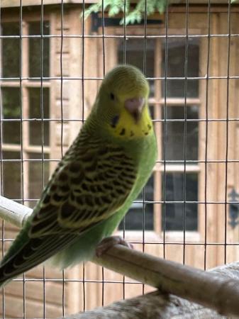 Image 8 of Beautiful young Budgies for sale
