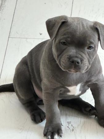 Image 3 of Pedigree blue Staffordshire bull terrier puppies