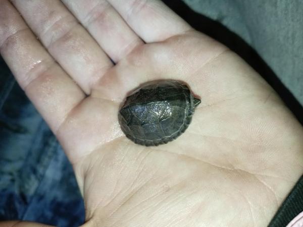Image 5 of 6 month old common musk turtle