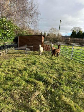 Image 26 of BAS REGISTERED BEAUTIFUL QUALITY BABY ALPACAS