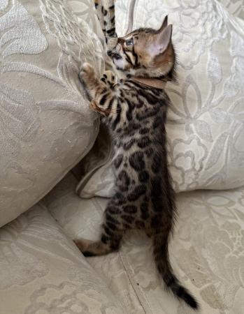 Image 10 of TICA registered bengal kittens for sale!??