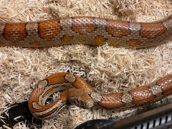 Image 4 of Adult corn snake 8 years old