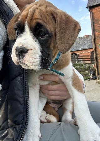 Image 1 of READY SOON!!!!Stunning 3rd generation boxer puppies
