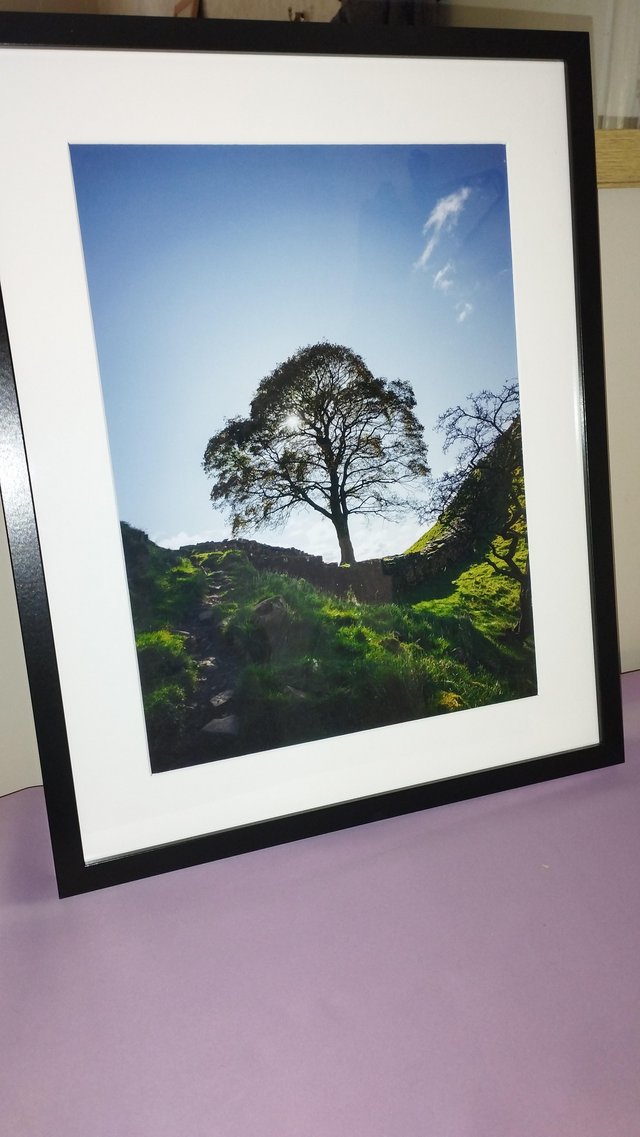 Preview of the first image of Large Sycamore Gap tree picture.