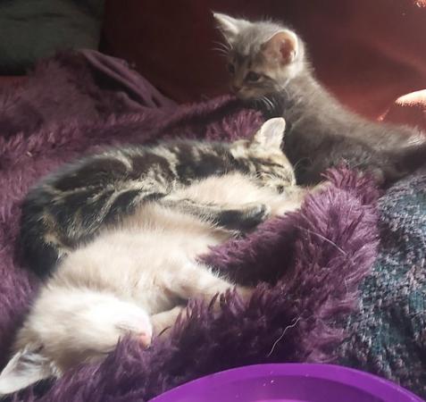 Image 21 of SILVER TIPPED TABBY KITTENS