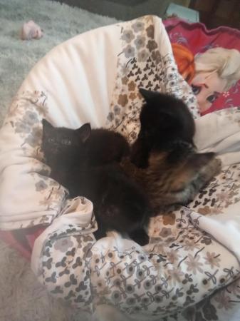 Image 3 of 9 week old kittens READY NOW FOR FORVER LOVING HOMES