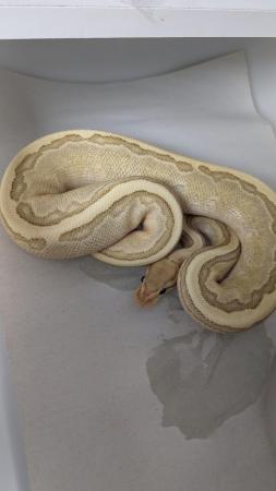 Image 19 of Whole collection of royal pythons for sale