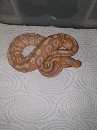 Image 5 of Royal pythons ready for homes normal female and others