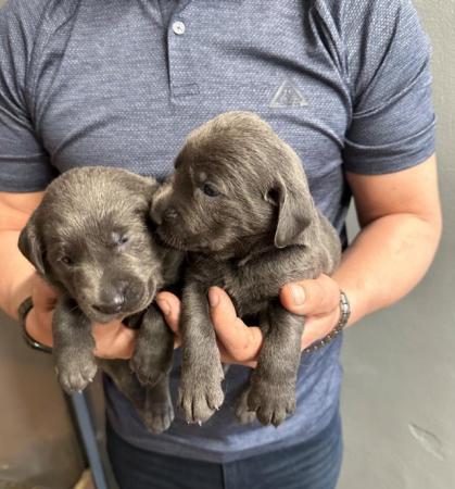 Image 8 of Stunning - Silver & Charcoal Labrador Pups