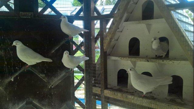 Image 2 of Pure and Best Quality White Doves. READY NOW.