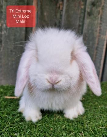 Image 6 of Young Adult Mini Lop Male