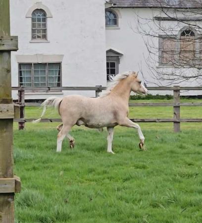 Image 2 of Top class welsh sec a palomino yearling colt
