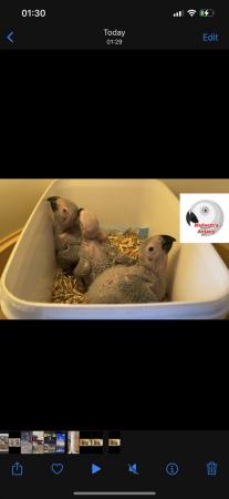 Image 3 of African grey baby for sale