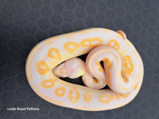 Preview of the first image of 2023 PEWTER LAVENDER ALBINO FEMALE.