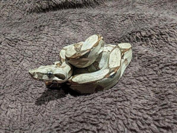 Image 7 of Baby Boa Constrictor Imperator