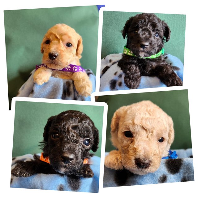 Preview of the first image of Beautiful tiny toy poodle puppies.