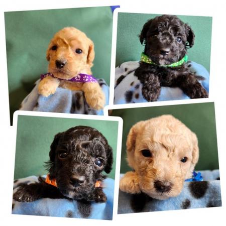 Image 1 of Beautiful tiny toy poodle puppies