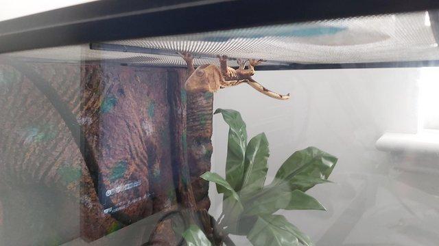 Image 6 of Pinstripe crested gecko £50 ono