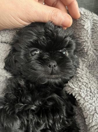 Image 16 of Shih Tzu Puppies For Sale (1 Boy)