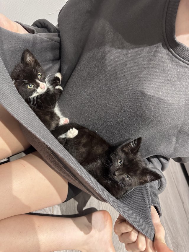 2 beautiful playful kittens — Pets & Animals in Halstead