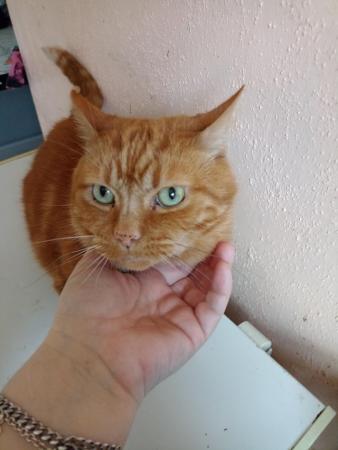 Image 2 of Ginger make cat for sale