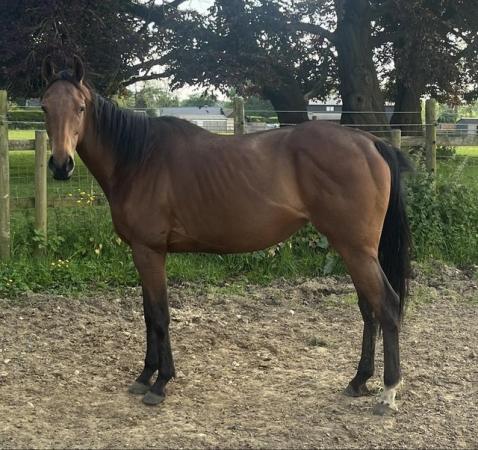 Image 3 of FOR SHARE 16hh ,5 year old TB mare .2/3 days per week .