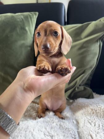 Image 3 of Beautiful miniature dachshunds puppies