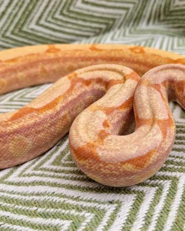 Image 8 of Kahl Sunglow roswell Laddertail boa constrictor 10m