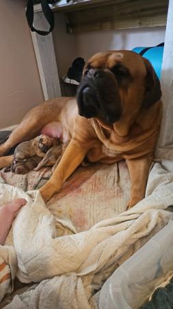 Image 4 of *READY TO LEAVE ON THE 24 MAY Bordeaux x mastiff !£500