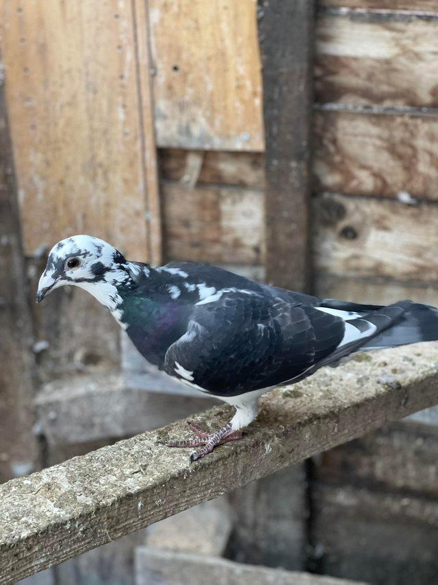 Preview of the first image of Quality Racing Pigeon For Sale.